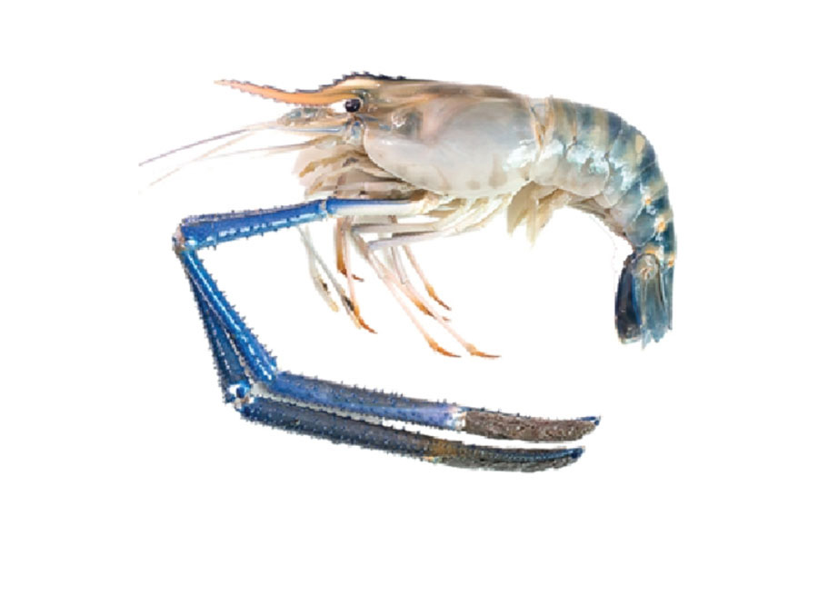 Tôm càng xanh nguyên con túi 1kg
